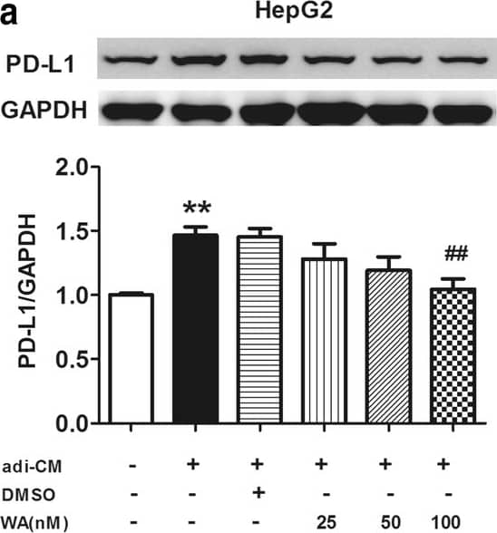 PD-L1 Antibody - BSA Free