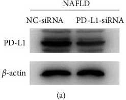 PD-L1 Antibody - BSA Free