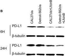 PD-L1 Antibody - BSA Free