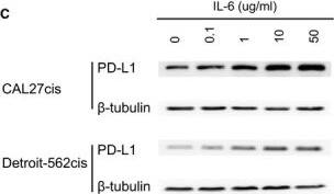 PD-L1 Antibody - BSA Free