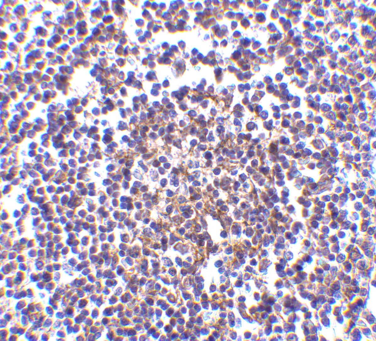 AVEN Antibody - BSA Free