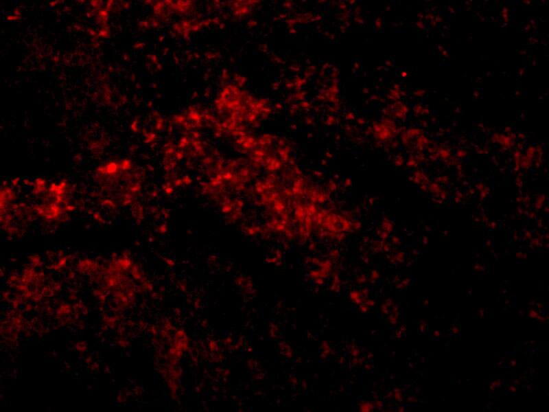 SMAC/Diablo Antibody - BSA Free