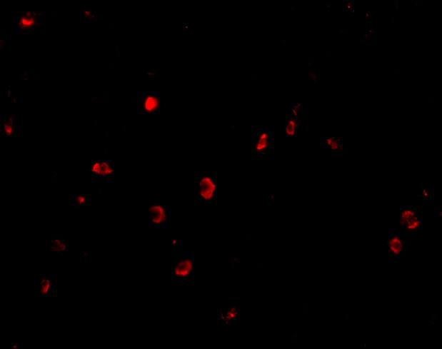 CD82/Kai-1 Antibody - BSA Free