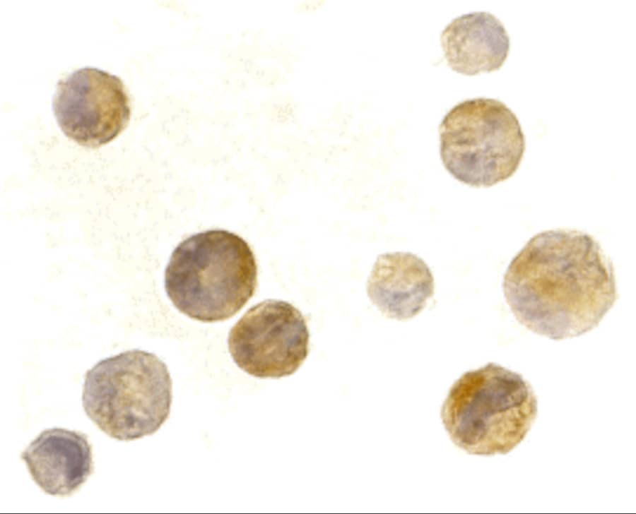 TACI/TNFRSF13B/CVID Antibody - BSA Free