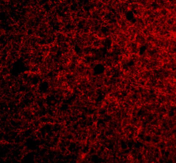Neurotrypsin Antibody - BSA Free