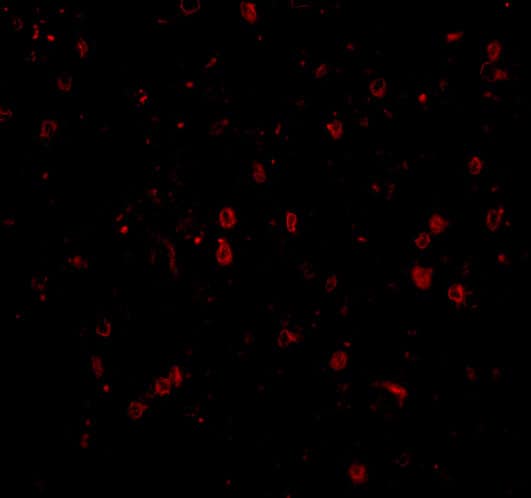 NPAS3 Antibody - BSA Free