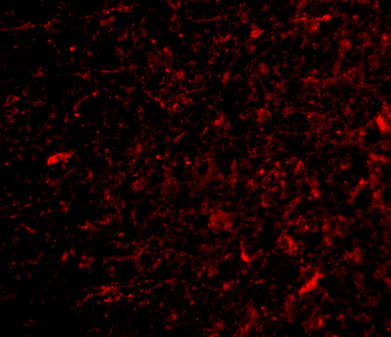 NPAS3 Antibody - BSA Free
