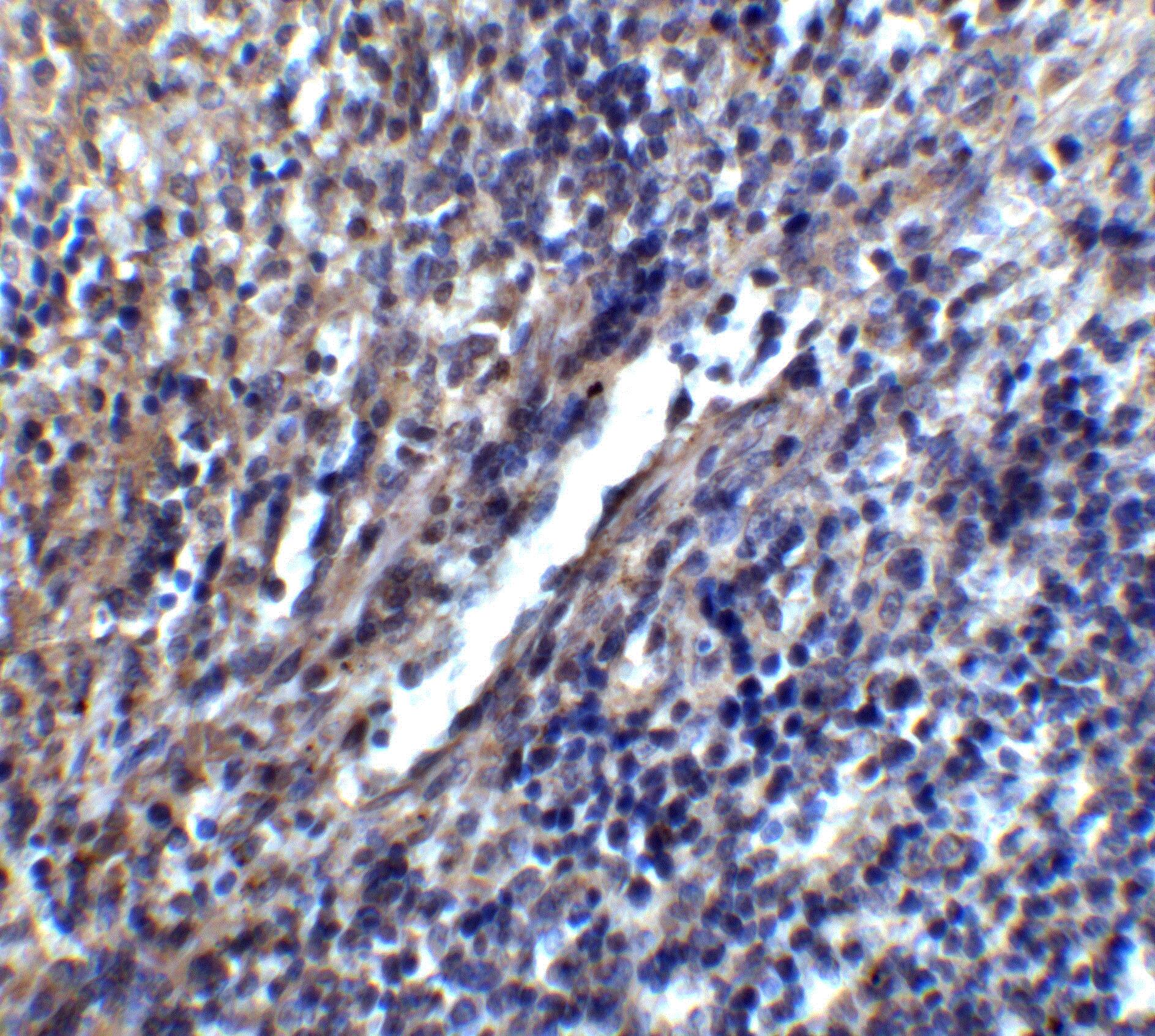STIM1 Antibody - BSA Free