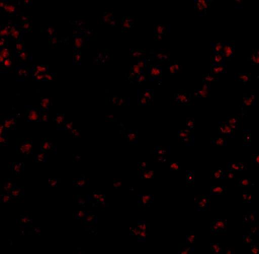 Bub1 Antibody - BSA Free