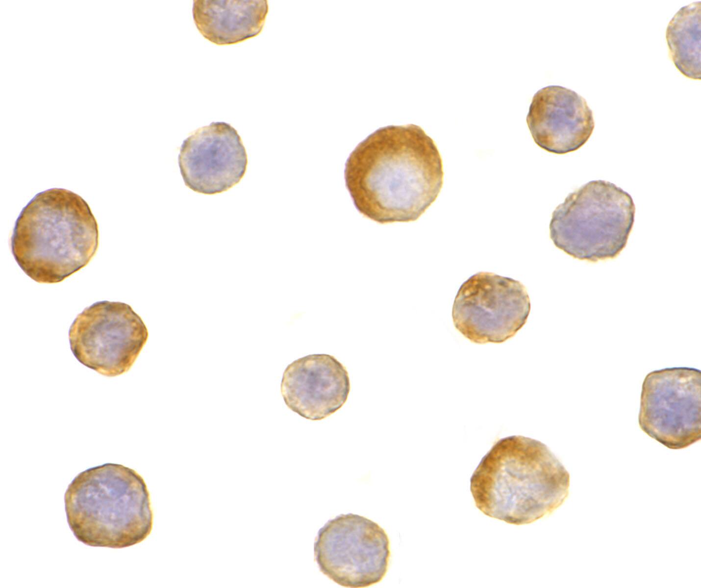 IKK gamma Antibody - BSA Free