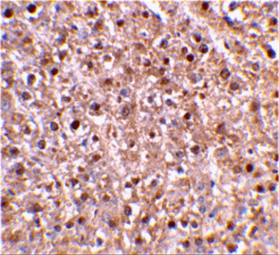 Caspase-12 Antibody - BSA Free