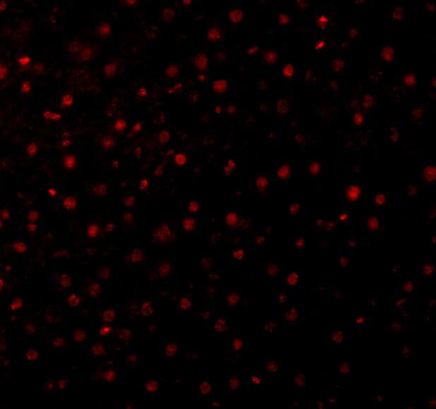 Caspase-12 Antibody - BSA Free