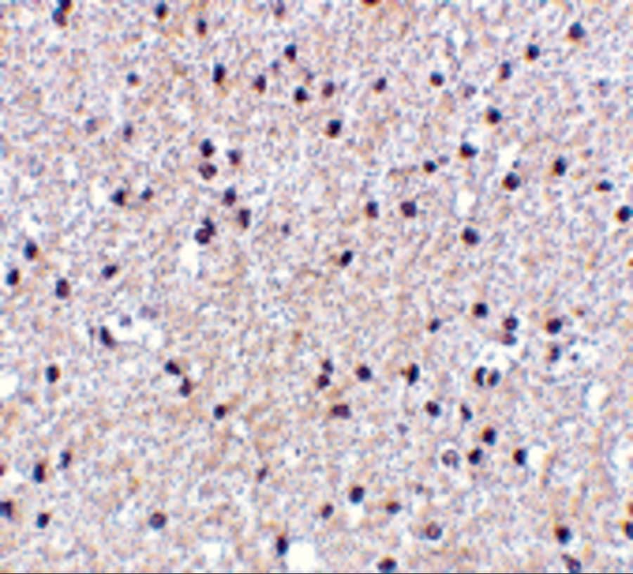 MORF4 Antibody - BSA Free