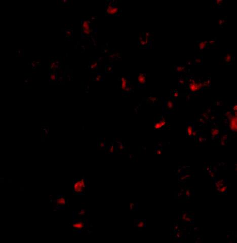 MORF4 Antibody - BSA Free