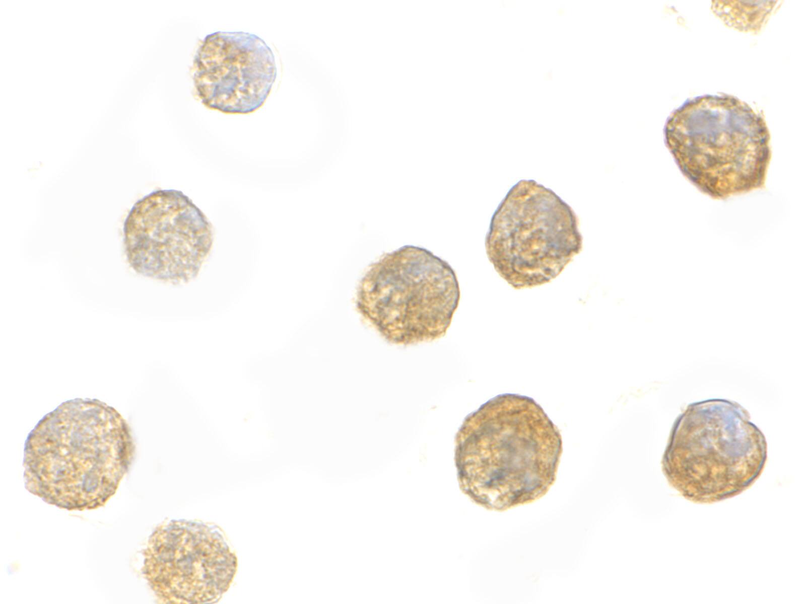 FYB/ADAP/SLAP130 Antibody - BSA Free