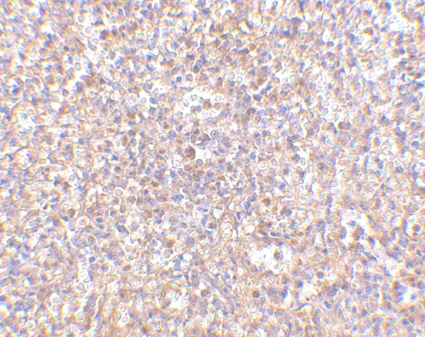 STEAP1 Antibody - BSA Free