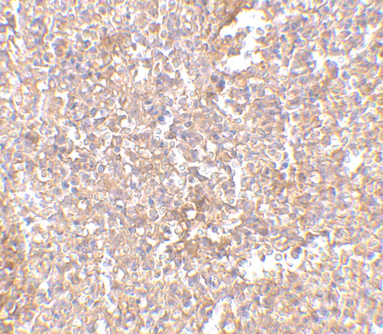 STEAP1 Antibody - BSA Free