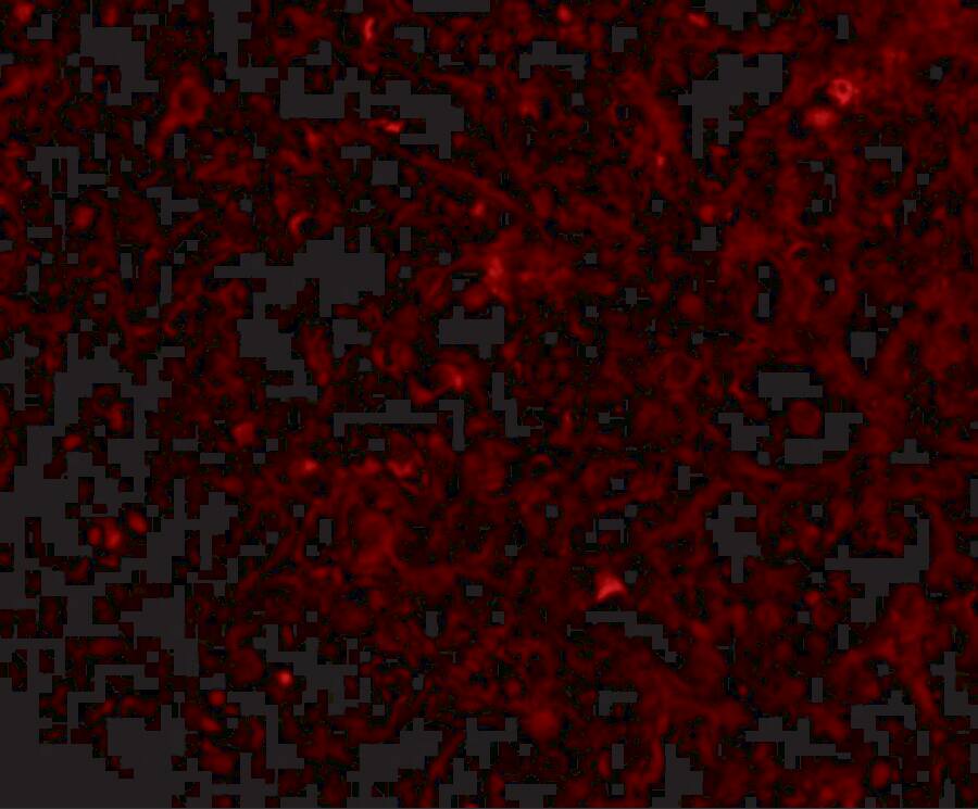 STEAP1 Antibody - BSA Free