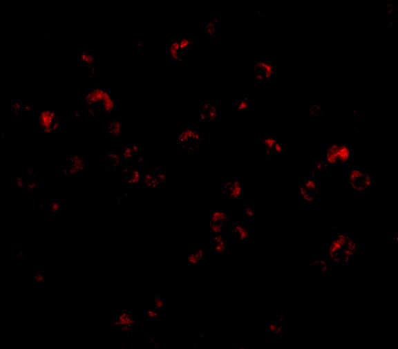 TRIM25 Antibody - BSA Free