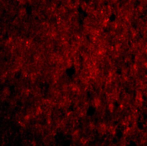 CDNF Antibody - BSA Free