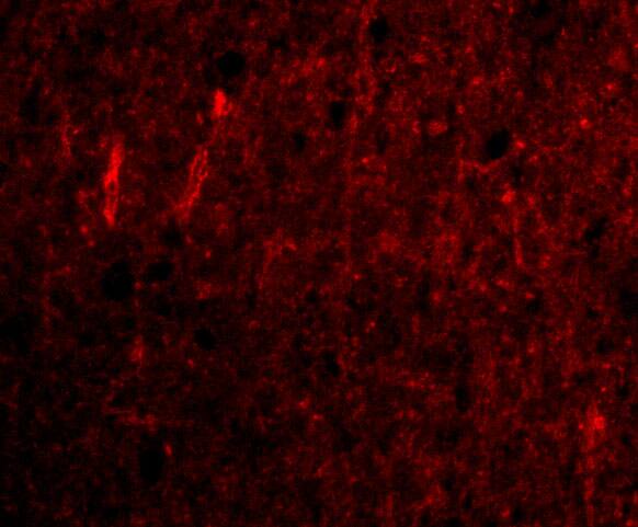 CDNF Antibody - BSA Free