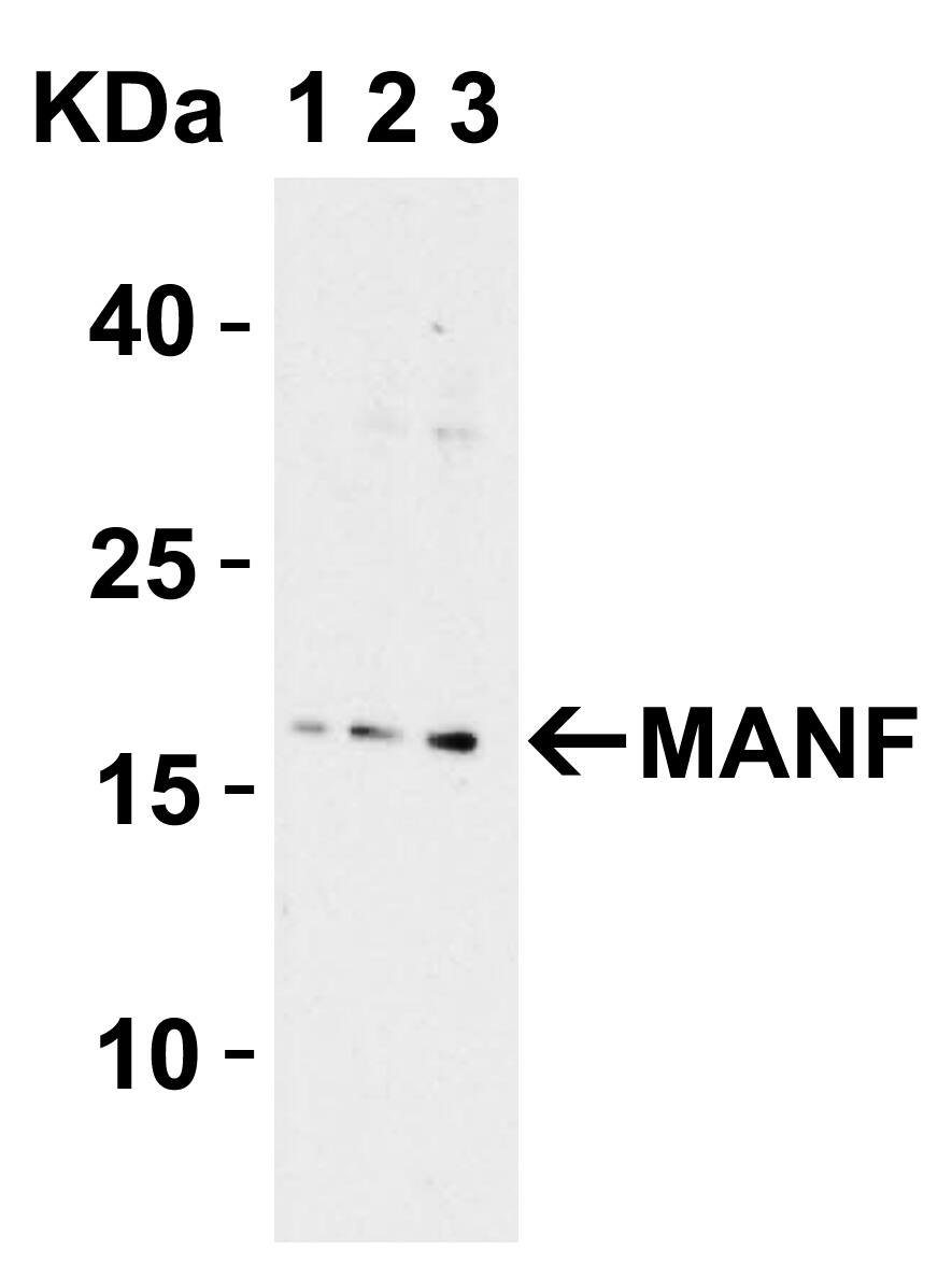 MANF Antibody - BSA Free