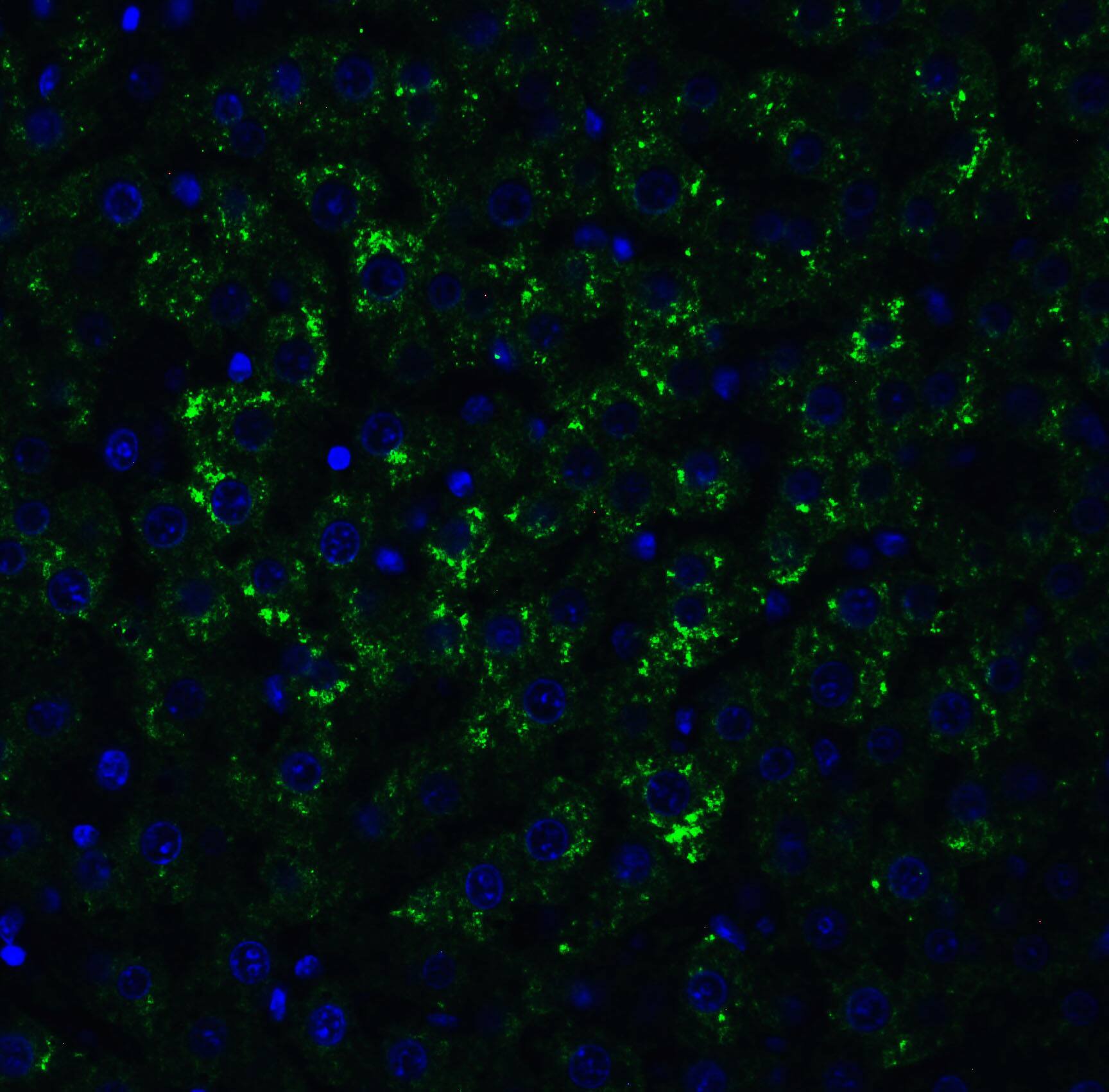 MANF Antibody - BSA Free
