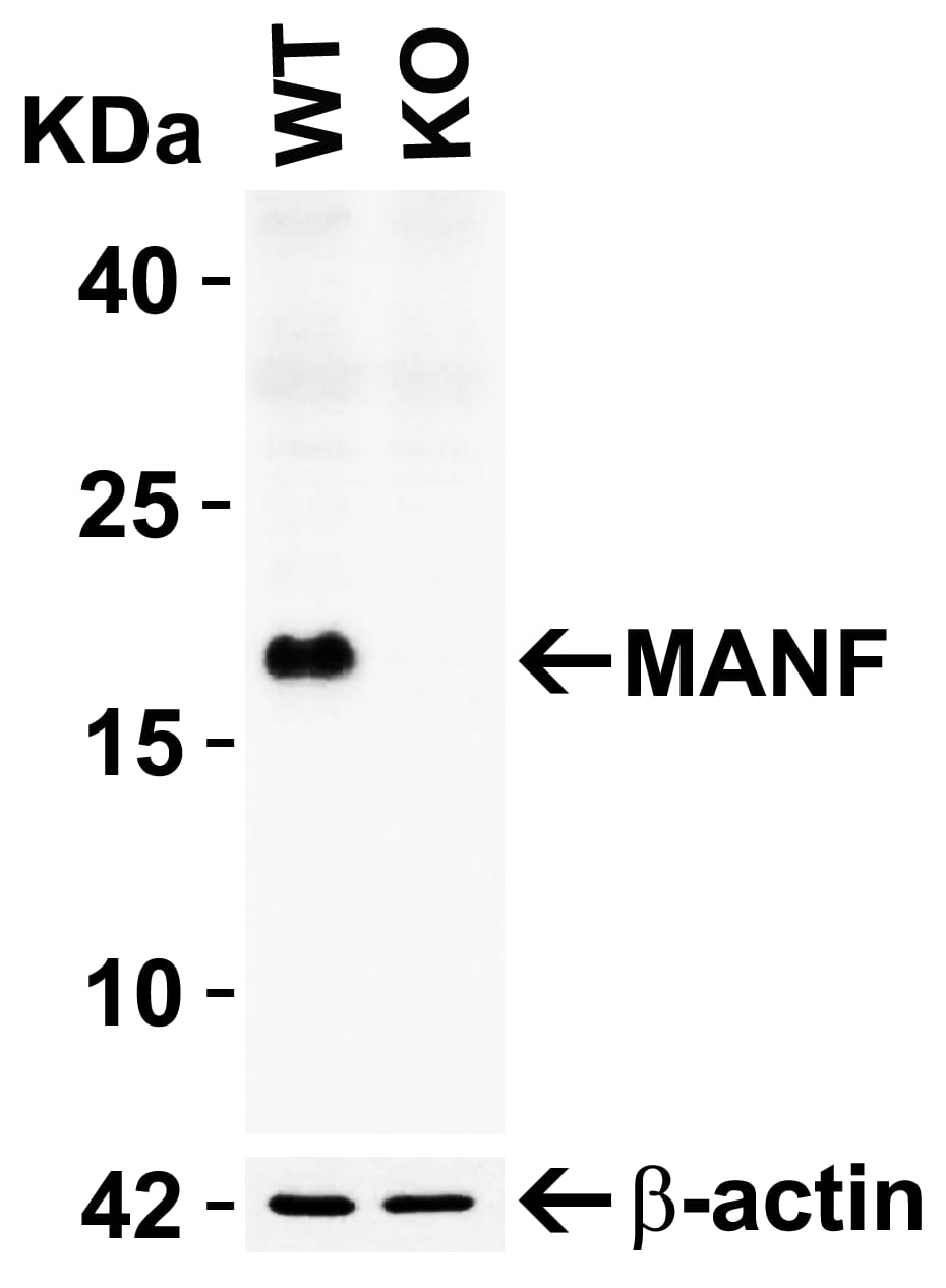 MANF Antibody - BSA Free