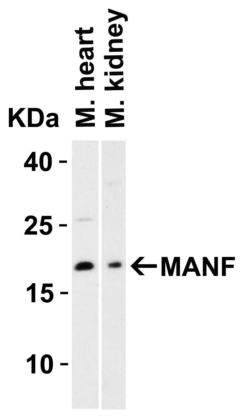 MANF Antibody - BSA Free