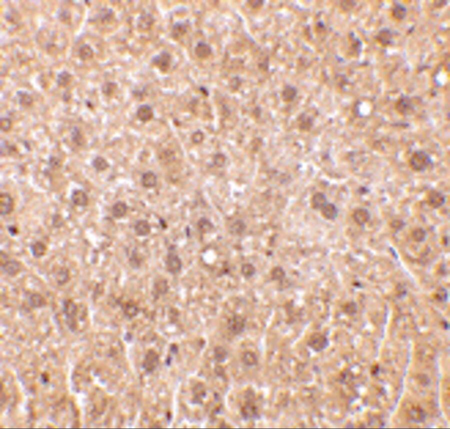 RYBP/DEDAF Antibody - BSA Free