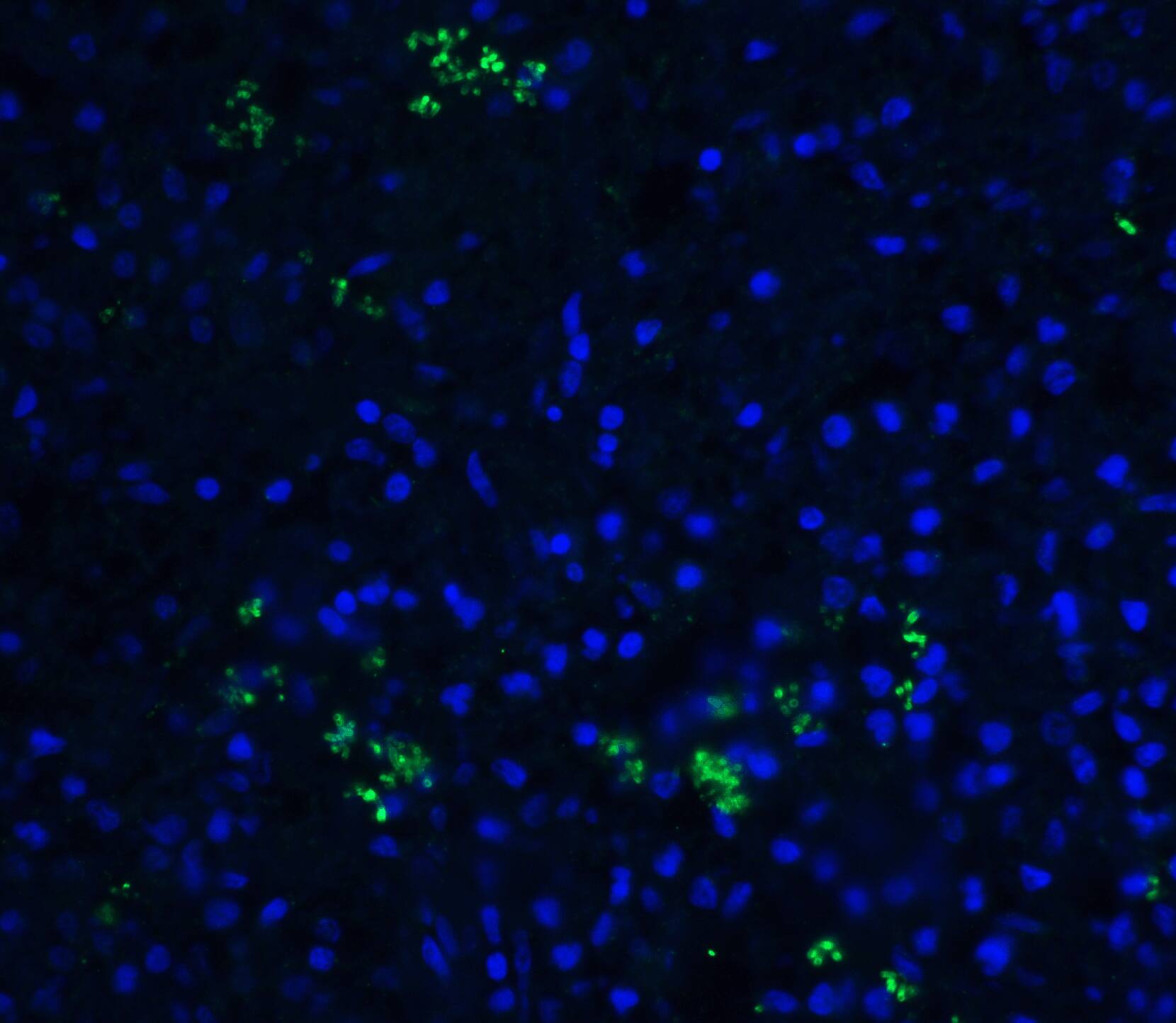 BAFF/BLyS/TNFSF13B Antibody - BSA Free