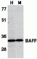 BAFF/BLyS/TNFSF13B Antibody - BSA Free