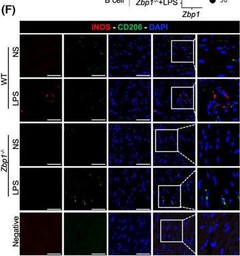 ZBP1/DLM-1/DAI Antibody - BSA Free