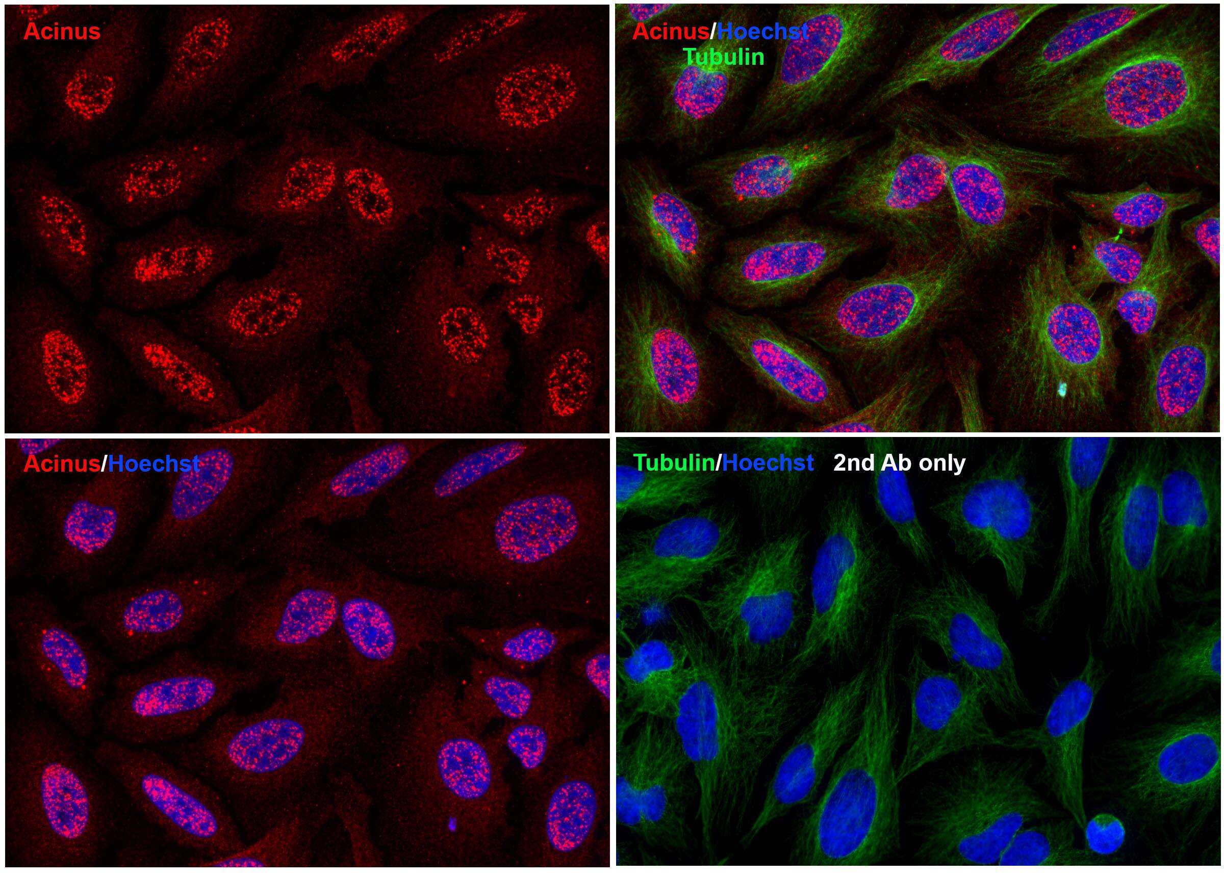 Acinus Antibody - BSA Free