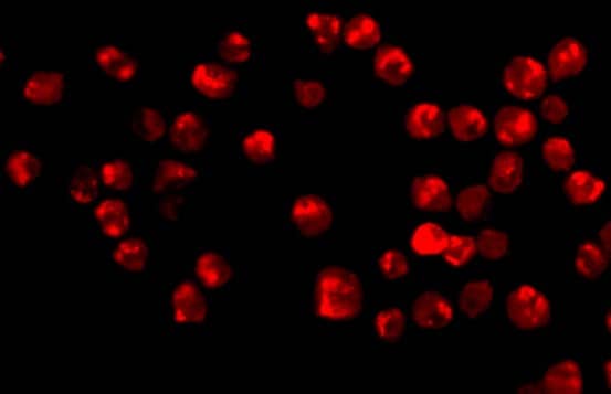 Acinus Antibody - BSA Free