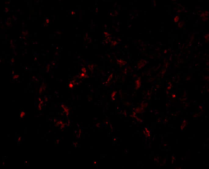 Glutathione S-Transferase pi 1/GSTP1 Antibody - BSA Free