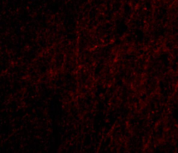 Plxdc2 Antibody - BSA Free