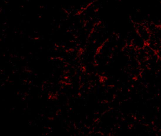 Plxdc2 Antibody - BSA Free