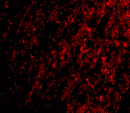 ATG12 Antibody - BSA Free