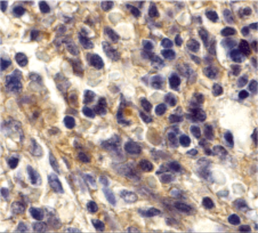 CXCR6 Antibody - BSA Free