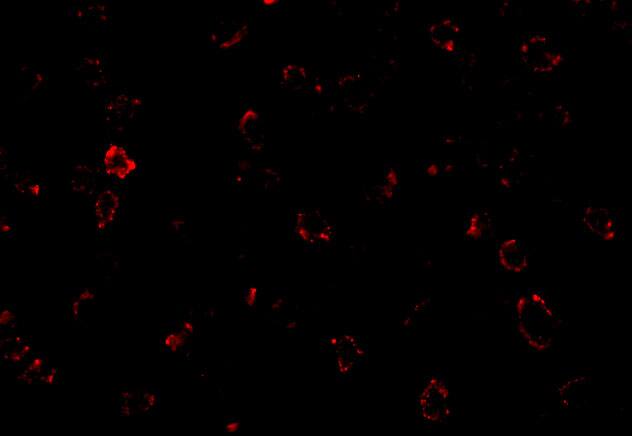 CX3CR1 Antibody - BSA Free