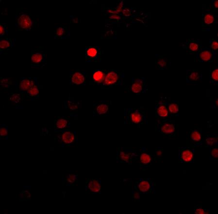 RIMS3 Antibody - BSA Free