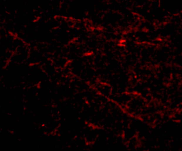 Sirtuin 2/SIRT2 Antibody - BSA Free