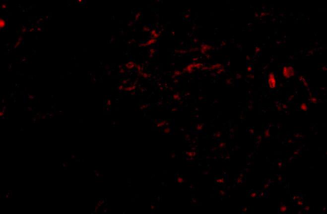 Sirtuin 2/SIRT2 Antibody - BSA Free