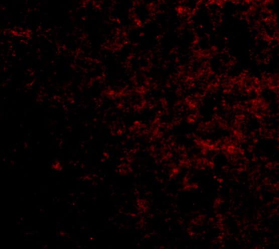 LGI2 Antibody - BSA Free