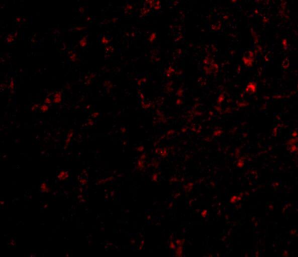 NIPSNAP1 Antibody - BSA Free