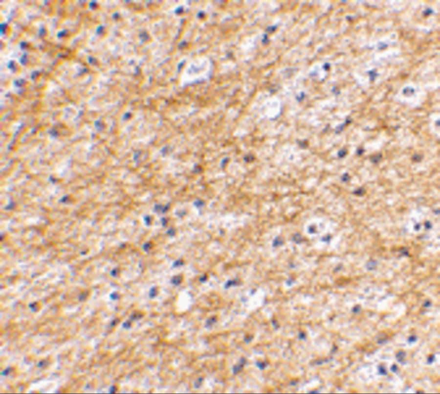AIFM3 Antibody - BSA Free