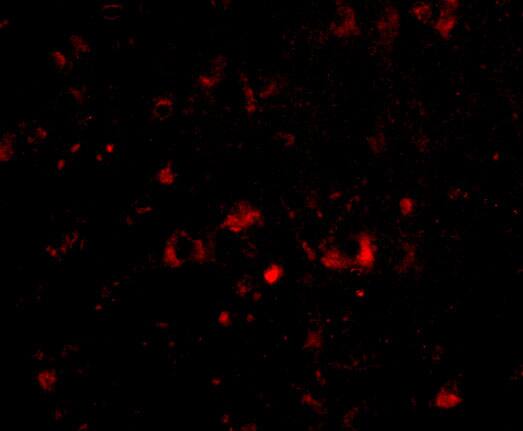 Neuronal Pentraxin 2 Antibody - BSA Free