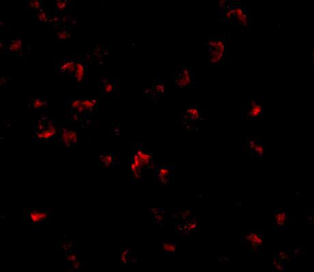 GRTP1 Antibody - BSA Free