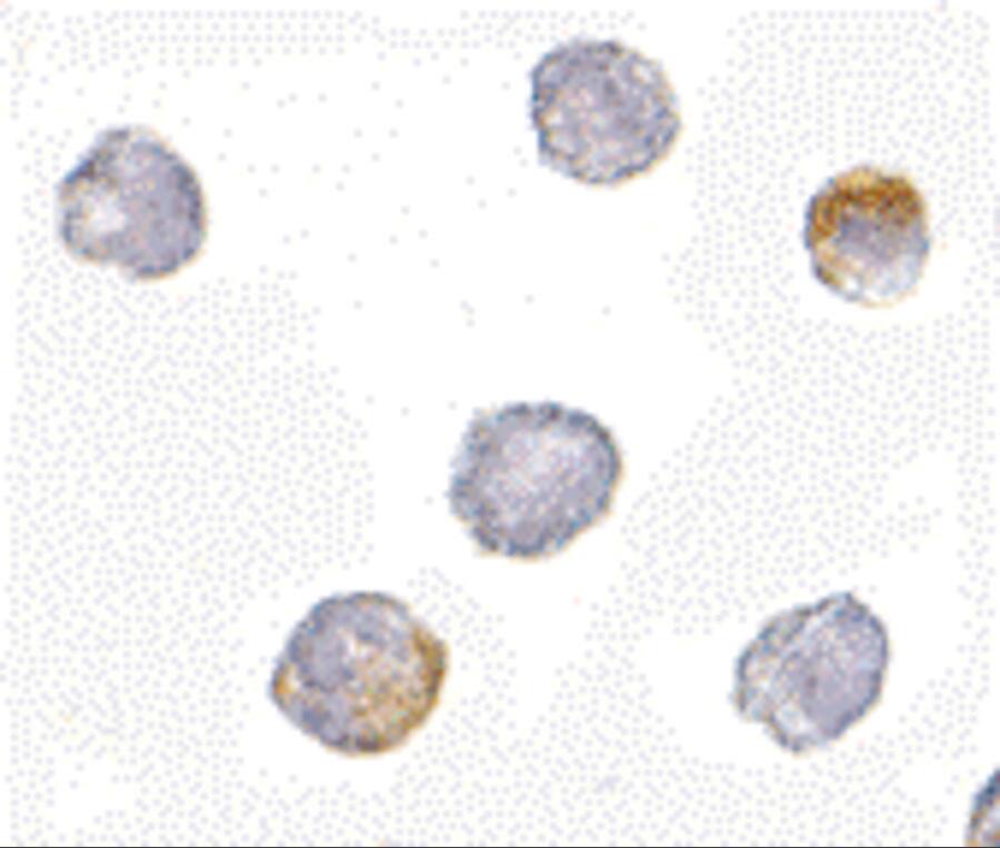 GRTP1 Antibody - BSA Free
